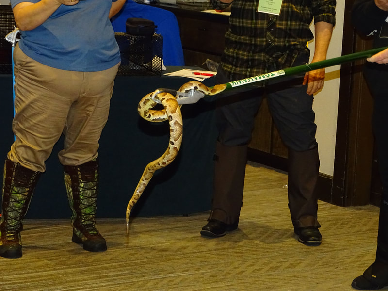 Safety Techniques Course with venomous snakes