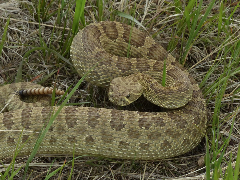 Prairie Rattlesnake on grass