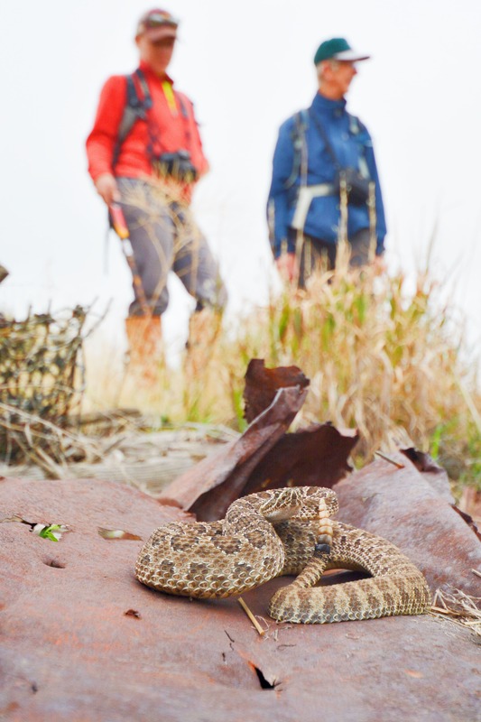 Prairie Rattlesnake on rock