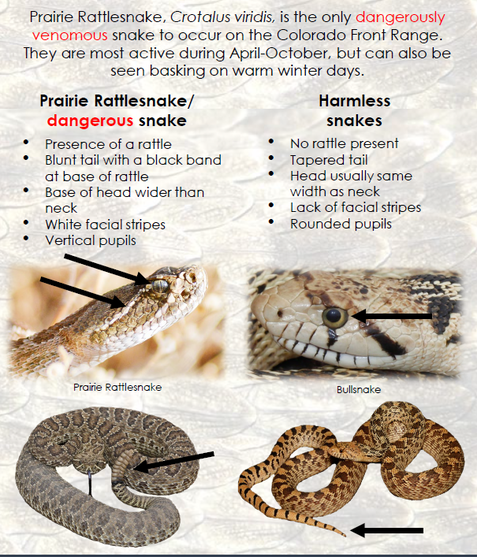 Snake Info - adaptation environmental